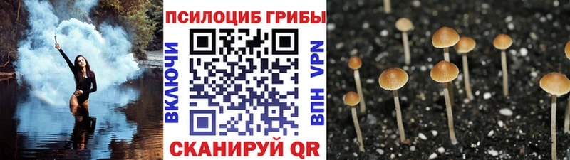 где купить наркоту  Братск  Псилоцибиновые грибы Psilocybine cubensis 